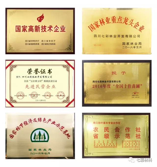 聚焦七彩 | 四川省委副书记、省长尹力调研七彩林业