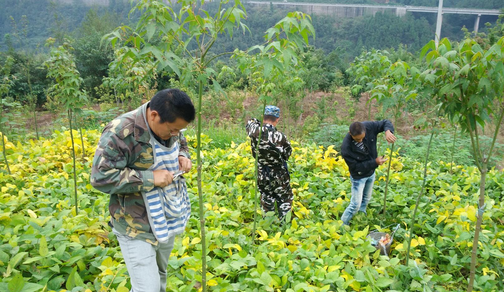 聚焦七彩 | 国家林业局副局长刘东生调研七彩林业