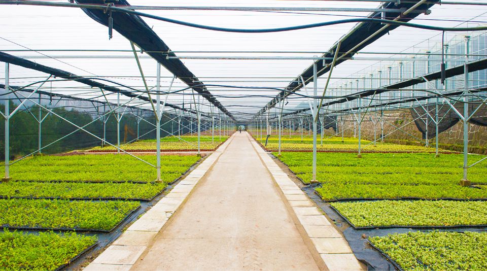 七彩喜讯 | 七彩林业技术中心被认定为四川省级企业技术中心