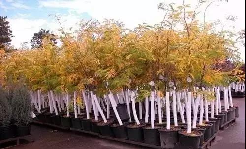 现代容器苗木生产栽培技术探讨