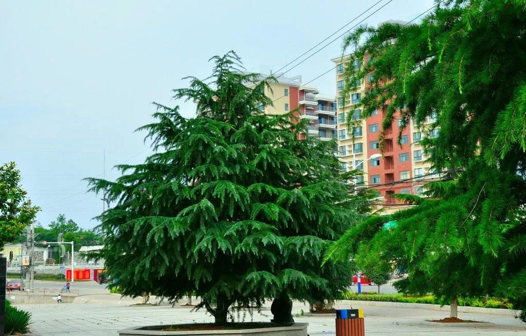 8大趋势，让你看清苗木行业的未来在哪里?