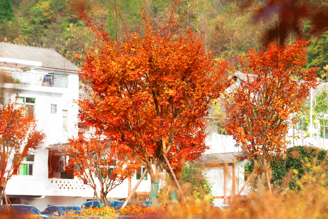 光雾山风景区