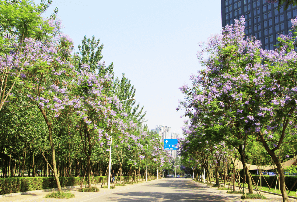 蓝花楹