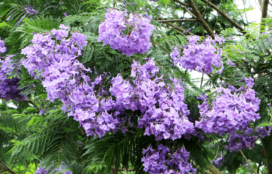 蓝花楹