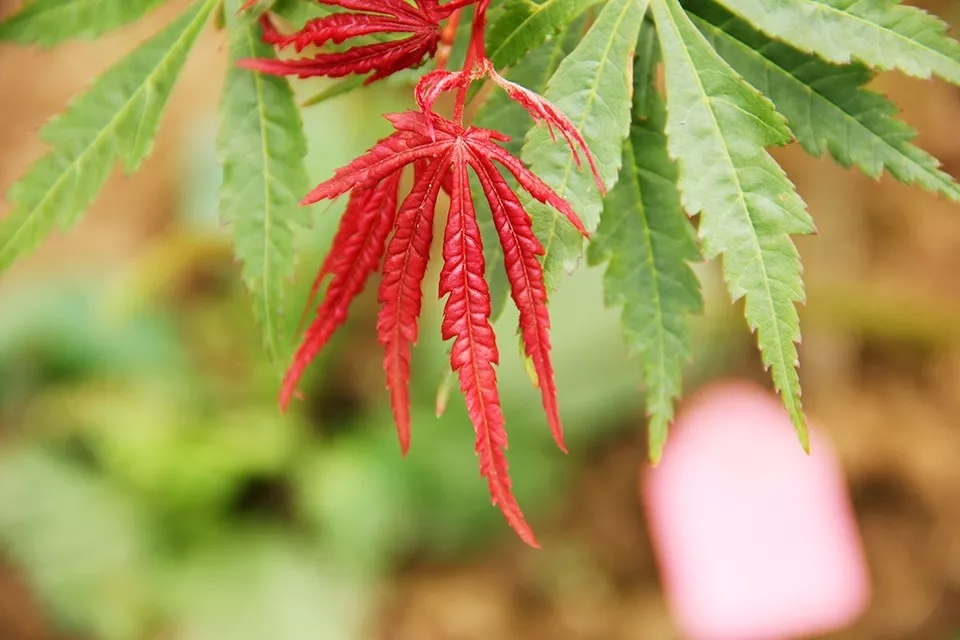 聚焦七彩|惊艳亮相萧山花木节，全新品种荣获“金奖产品”