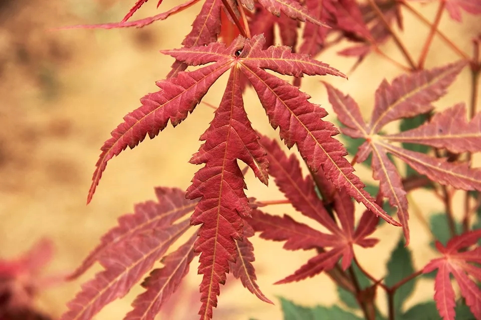 聚焦七彩|惊艳亮相萧山花木节，全新品种荣获“金奖产品”