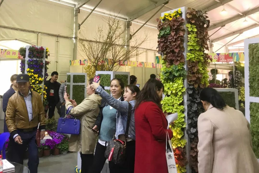 聚焦七彩|惊艳亮相萧山花木节，全新品种荣获“金奖产品”