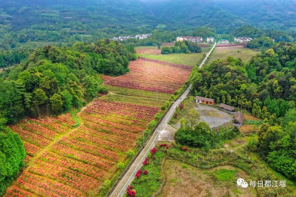 美翻了！都江堰千亩彩林成一道亮丽风景线！赶快来打卡！