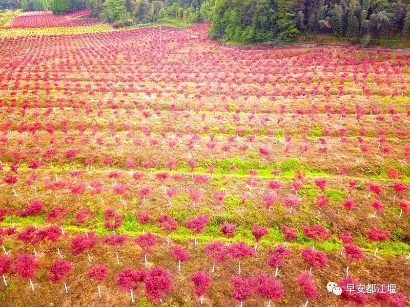 春季除了赏花还能赏叶 都江堰这里红叶已经染红整个山谷
