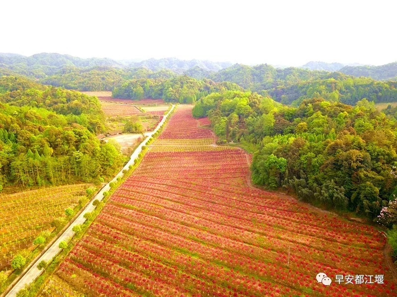 春季除了赏花还能赏叶 都江堰这里红叶已经染红整个山谷