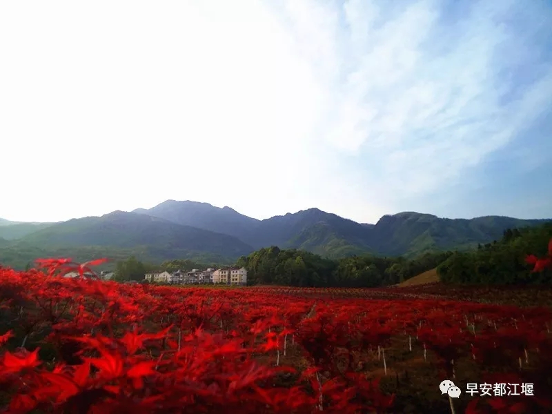 春季除了赏花还能赏叶 都江堰这里红叶已经染红整个山谷