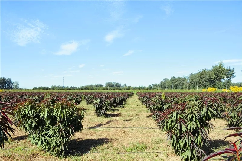 如何抓住彩叶植物市场机遇？