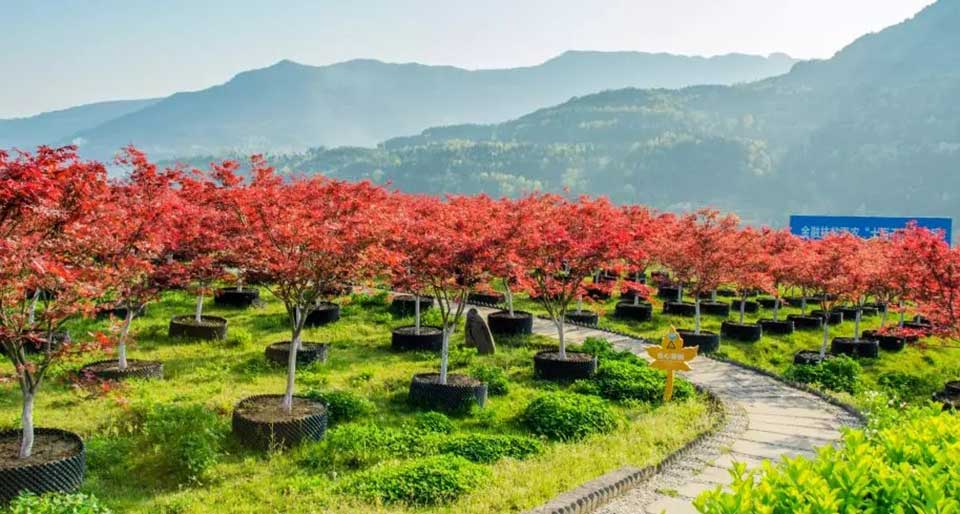 聚焦七彩|七彩林科彩色植物科普基地荣膺“四川省省级科普基地”