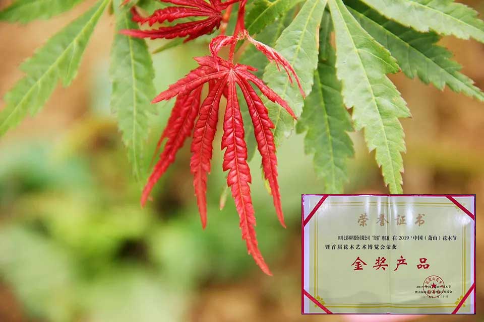 大事记|2019，我们和七彩一起走过的那些难忘瞬间.......