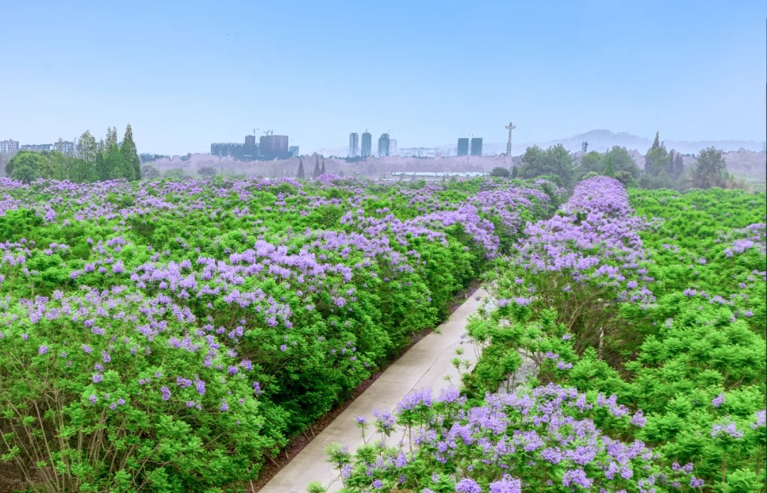 免费！七彩林科上万株蓝花楹来袭，秒杀澳洲和南非！