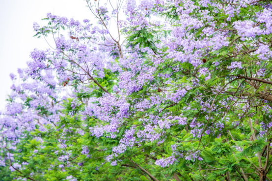 免费！七彩林科上万株蓝花楹来袭，秒杀澳洲和南非！