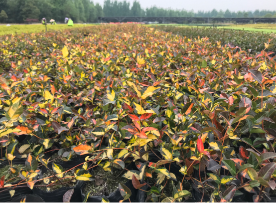 当季热卖花灌木产品推介