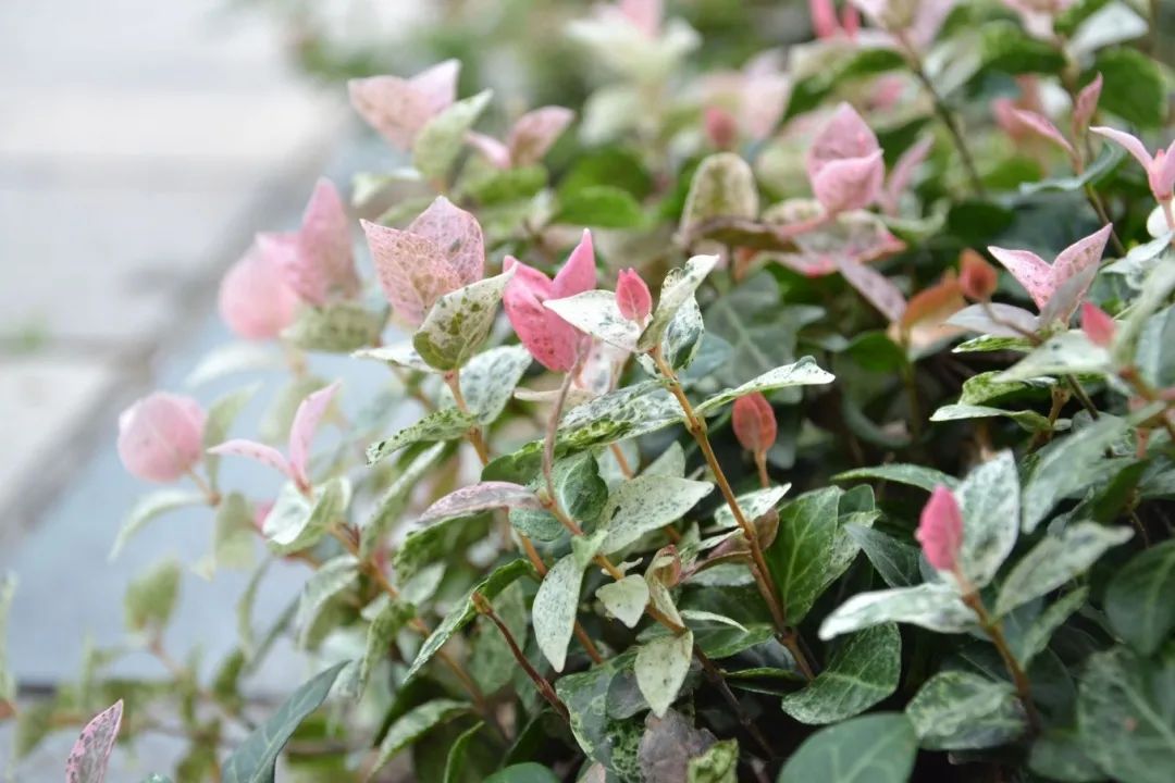 七彩苗木|无惧环境压力，藤本植物界“颜值硬汉”正当红