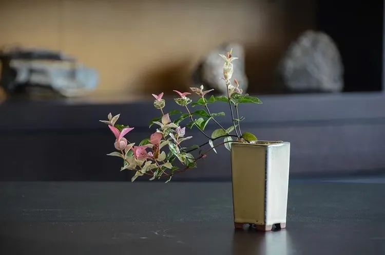 七彩苗木|无惧环境压力，藤本植物界“颜值硬汉”正当红