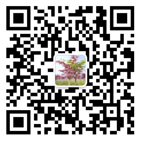 七彩苗木|无惧环境压力，藤本植物界“颜值硬汉”正当红