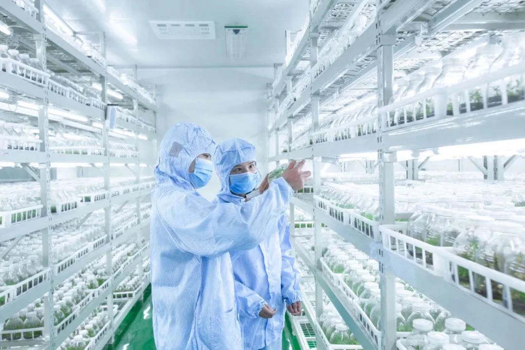 聚焦七彩|四川省委书记彭清华调研巴州区中药材现代农业园区