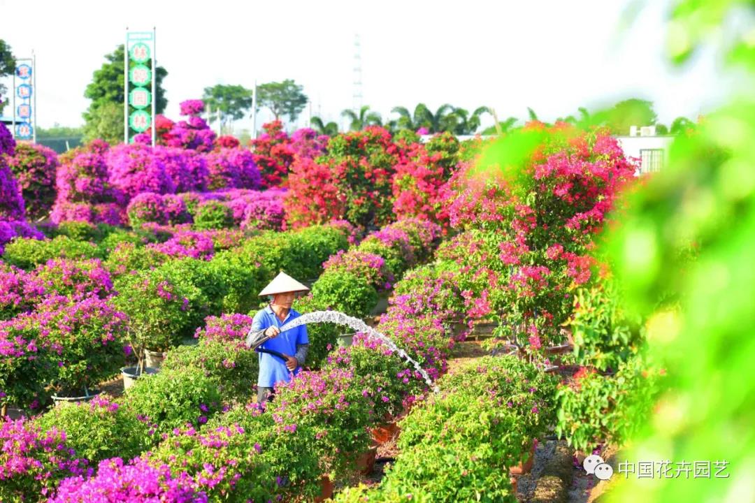 2020中国（中山）花木产业大会即将举行 