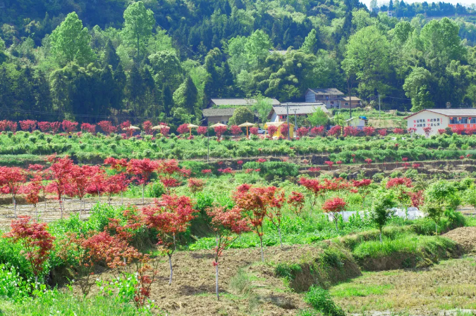 聚焦七彩|七彩苗木持续助推乡村振兴