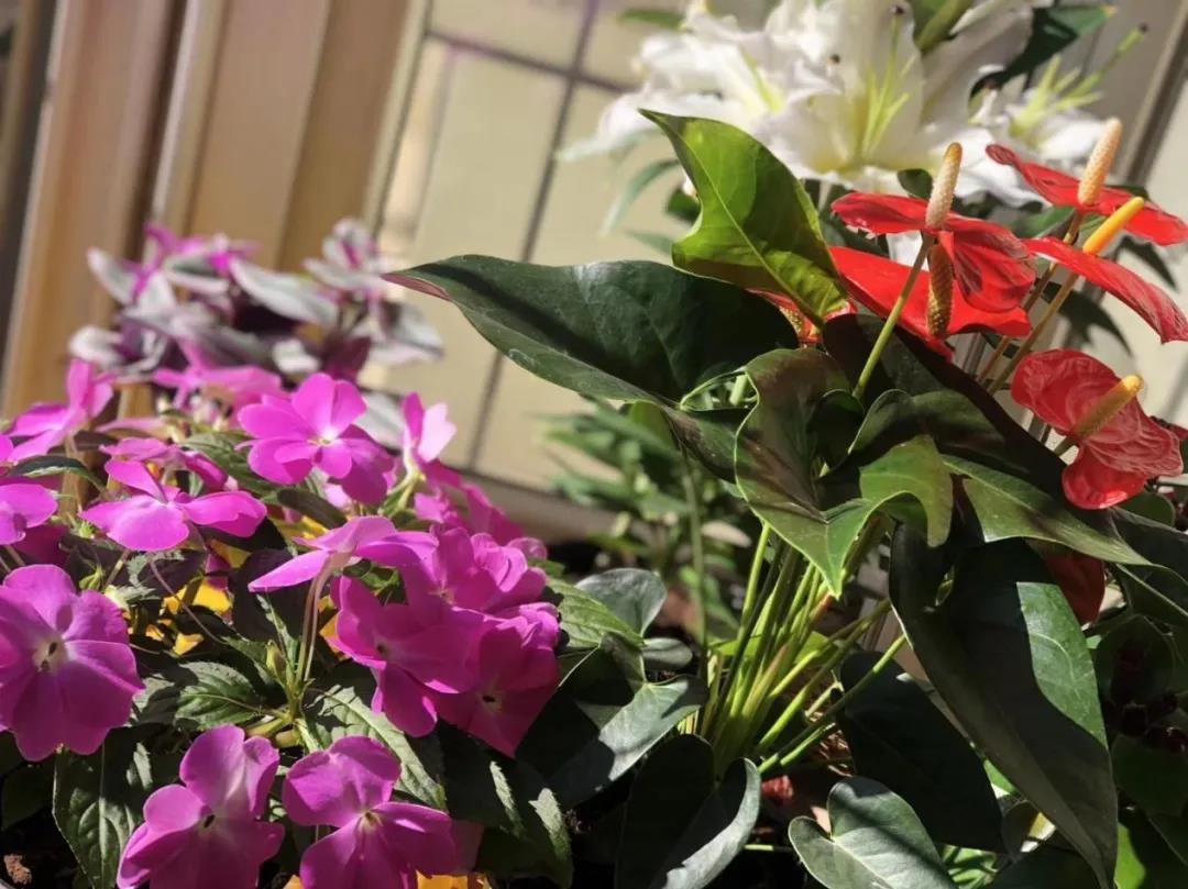 社交新零售 ，花卉企业打开终端市场的新机会？