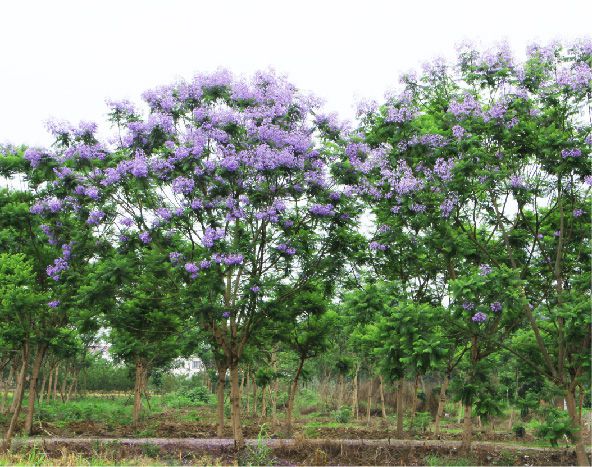 蓝花楹