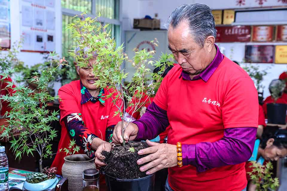 发出首单 成都高新区彩色植物盆栽产业扶贫项目见效