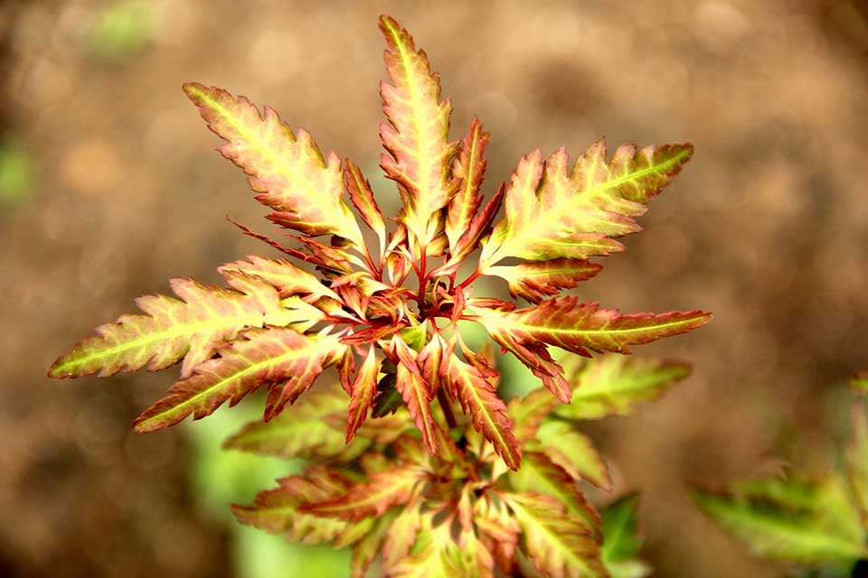 彩叶植物的先驱-槭属授权新品种概述
