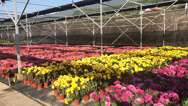 明年这些国际园林花卉展别错过