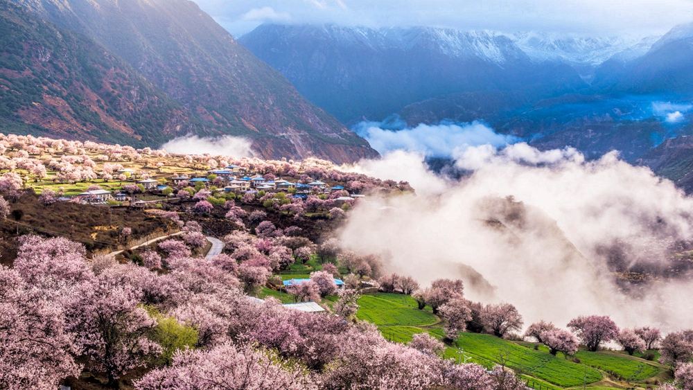 四川：早春时节增绿忙