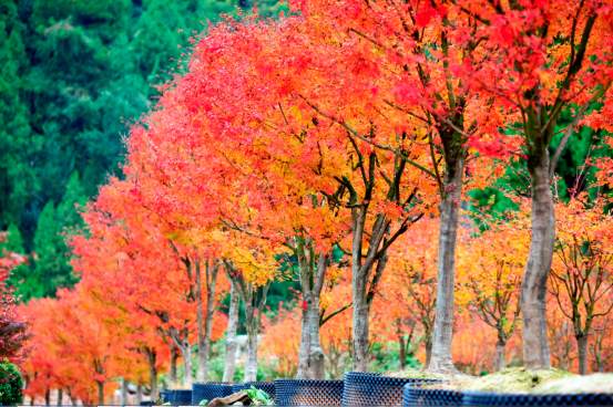 七彩苗木 | 秋冬里“出彩”的节日树