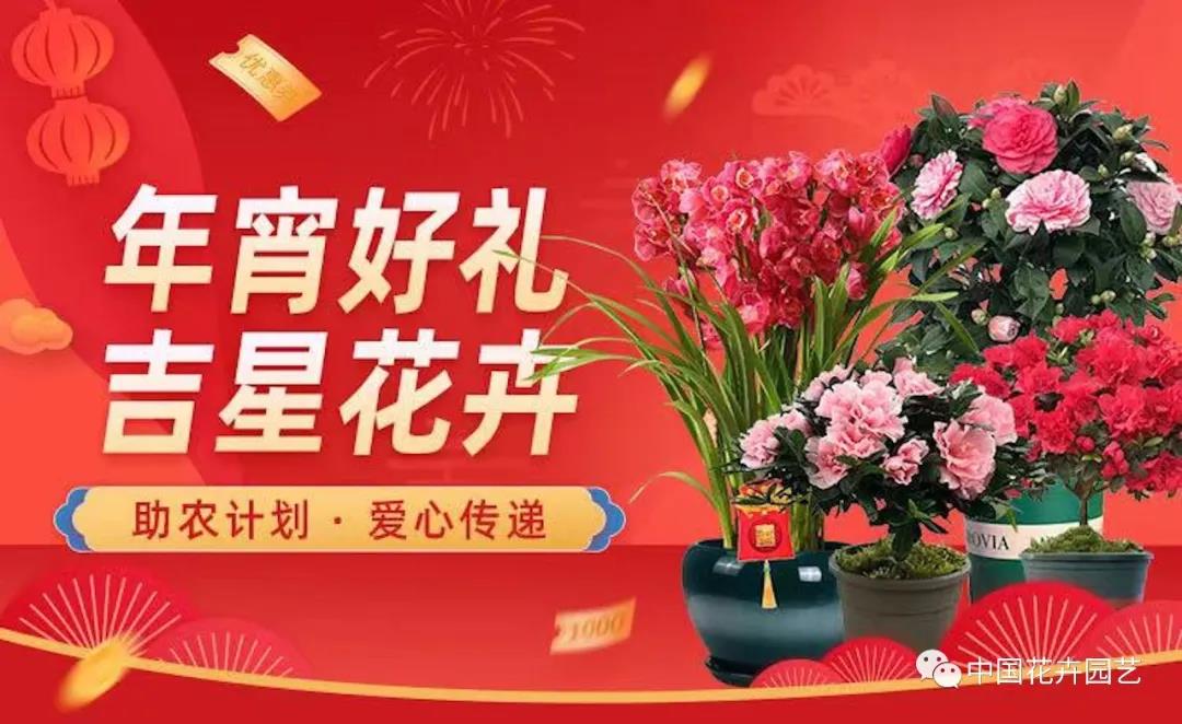 助力滞销年宵花销售 天猫助农计划来了！